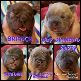 French Bulldog Puppies from Who's Your Bulldog? Kennel
