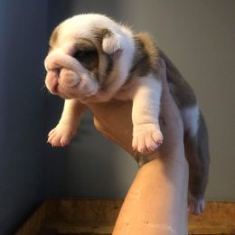 English Bulldog Puppies from Silver State Bulldogs