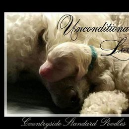 Poodle Puppies from Countryside Standard Poodles