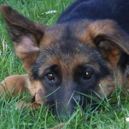 German Shepherd Puppies from Select Shepherds