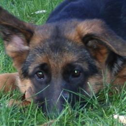 German Shepherd Puppies from Select Shepherds