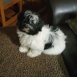 Havanese Puppies from Bedlem Havanese