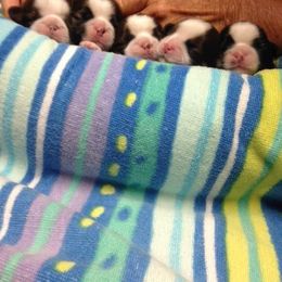 Fantasy Shih Tzu breeder of Shih Tzu