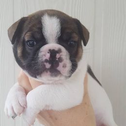 French Bulldog and Pembroke Welsh Corgi Puppies from Top Shelf Corgis and Frenchies