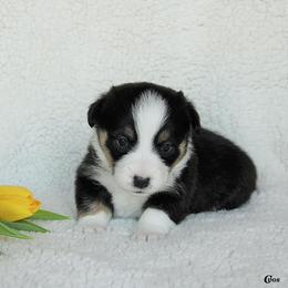 French Bulldog and Pembroke Welsh Corgi Puppies from Laurel Canyon Kennels