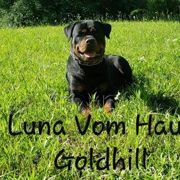 Luna Vom Haus Goldhill - Rottweiler