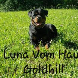 Luna Vom Haus Goldhill - Rottweiler