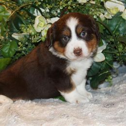 Miniature American Shepherd, Miniature Australian Shepherd, and Toy Australian Shepherd Puppies from MercyMe Miniature American Shepherds