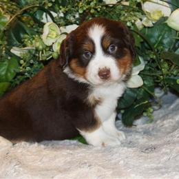 Miniature American Shepherd, Miniature Australian Shepherd, and Toy Australian Shepherd Puppies from MercyMe Miniature American Shepherds
