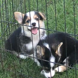 Pembroke Welsh Corgi Puppies from Texas Three Corgis