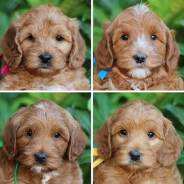 Cherry Lane Labradoodles breeder of 