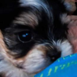 Biewer Terrier Puppies from Imperial BabyDoll Biewers