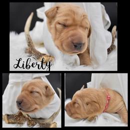 Labrador Retriever Puppies from 3M Custom Hay baling and AKC Labs LLC