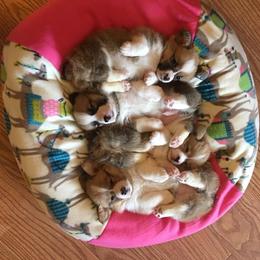 Pembroke Welsh Corgi Puppies from Wind Mountain Corgis