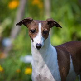 Nola - Italian Greyhound