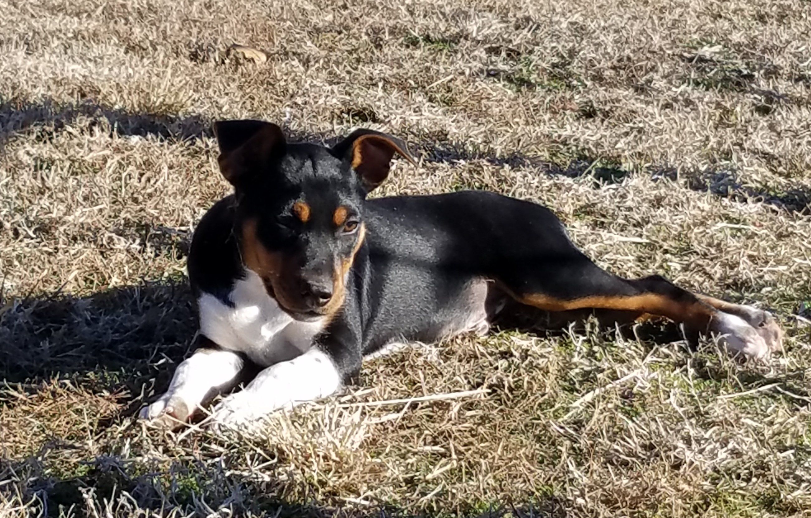 Adams acres rat hot sale terriers