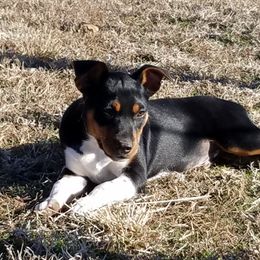 Rat Terrier Puppies from AdamsAcres Rat Terriers