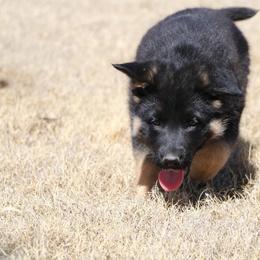 German Shepherd Puppies from Lost Creek German Shepherds LLC