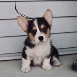 Pembroke Welsh Corgi Puppies from Edgewood Farm