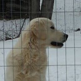 Golden Retriever adult dog
