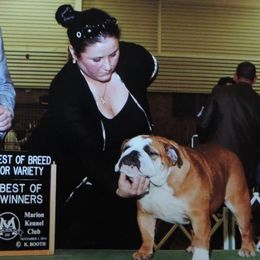 Skyler - Bulldog