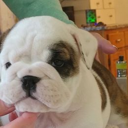  Puppies from Saint Brides Bulldog