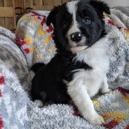 Border Collie Puppies from Harmonie 21 Border Collies