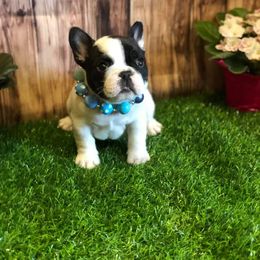 French Bulldog Puppies from Sharp-Noble French Bulldogs
