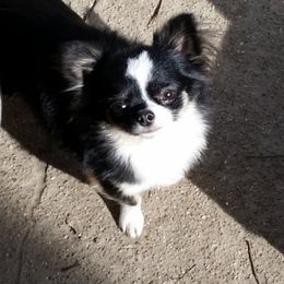 Remy - Chihuahua