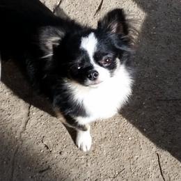 Remy - Chihuahua