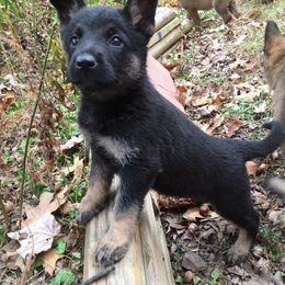 German Shepherd Puppies from Vom Kugelblitz Kennels