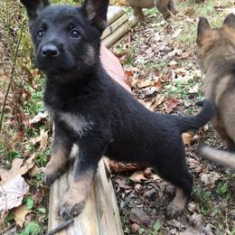 German Shepherd Puppies from Vom Kugelblitz Kennels