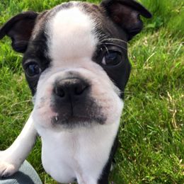 Boston Terrier and Pug Puppies from Menagerie Magnifique