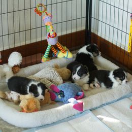 Pembroke Welsh Corgi Puppies from Half Hitch Corgis