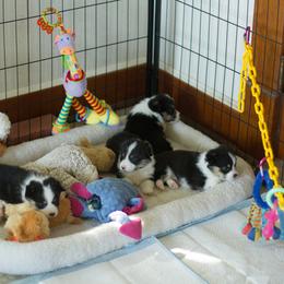 Pembroke Welsh Corgi Puppies from Half Hitch Corgis