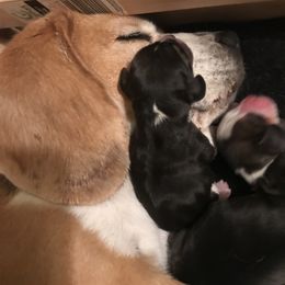 Beagle Puppies from Macushla Kennels