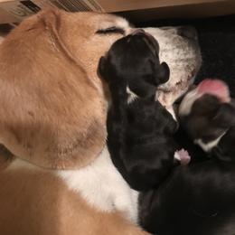 Beagle Puppies from Macushla Kennels