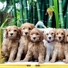 Tampa Bay Australian Labradoodles breeder of Australian Labradoodle