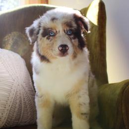 Australian Shepherd Puppies from Wilso Australian Shepherds