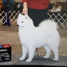 Samantha - Samoyed