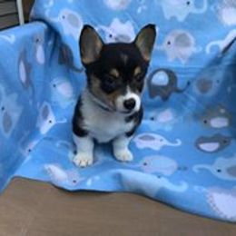 Pembroke Welsh Corgi Puppies from Carol's AKC Corgis
