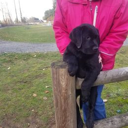 French Bulldog and Labrador Retriever Puppies from 888 Frenchies