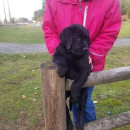 French Bulldog and Labrador Retriever Puppies from 888 Frenchies