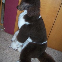 Kit-Sue's Mister Preston - Poodle