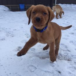 Rocky Ridge Labradors breeder of Labrador Retriever