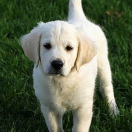 Golden Retriever Puppies from Sleepy Morning Golden's
