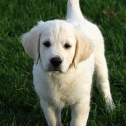 Golden Retriever Puppies from Sleepy Morning Golden's