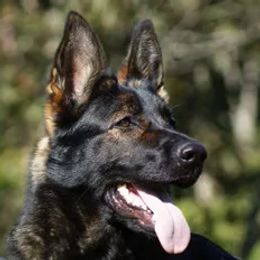 Mystique - German Shepherd