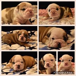 Bulldog Puppies from Raise The Woof Bulldogs