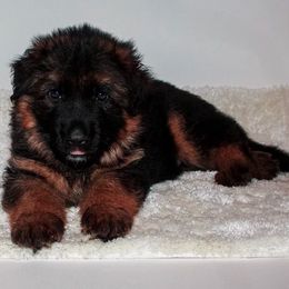 German Shepherd Puppies from Brimka Haus German Shepherds